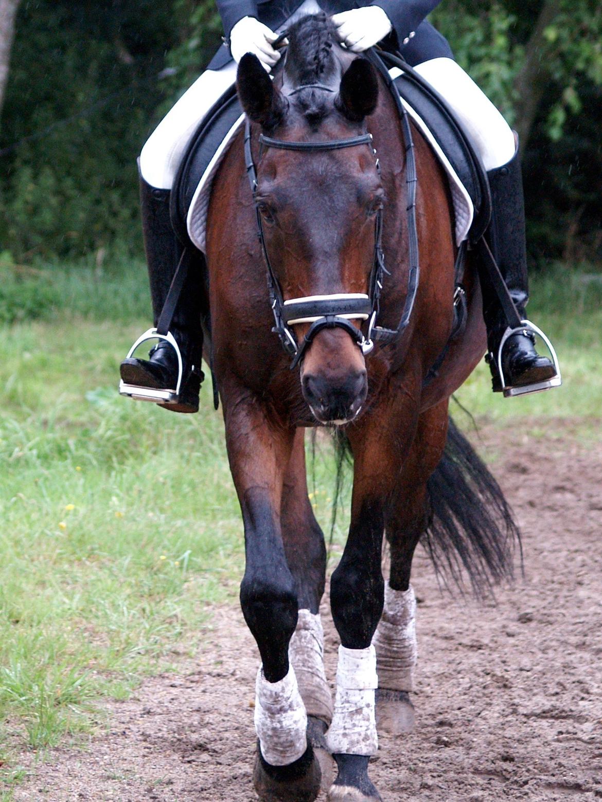 Trakehner Thjalfe - Skønne basse efter endt program d.25/8-2012 <3 billede 18