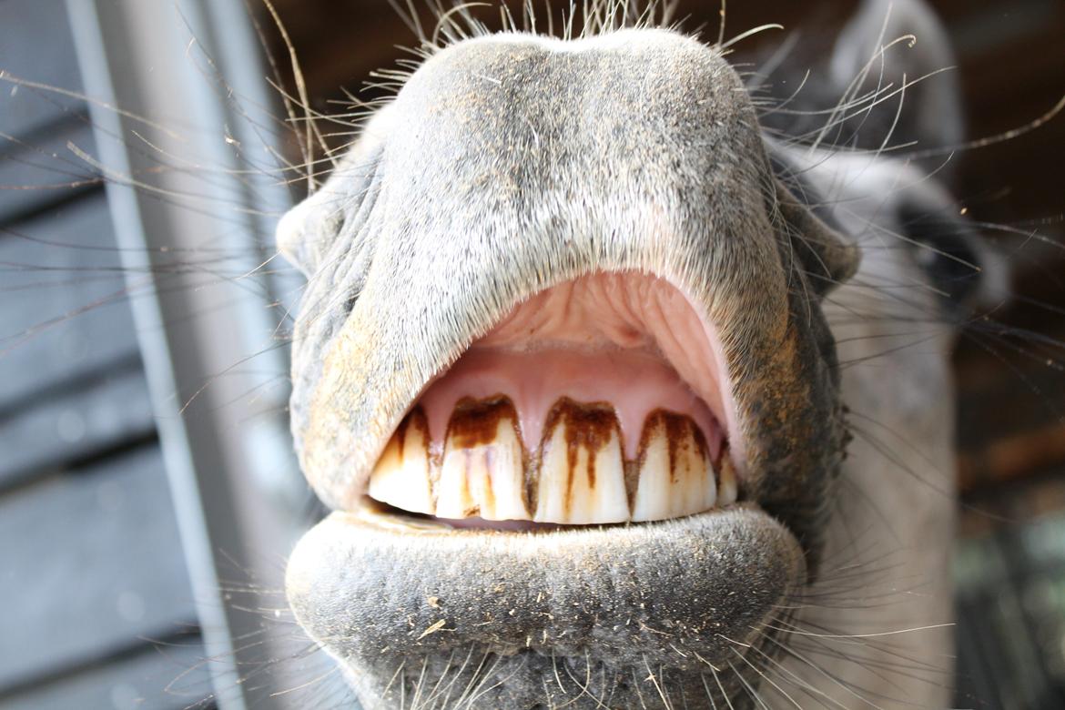 Hollandsk Sportspony Kylah W billede 13