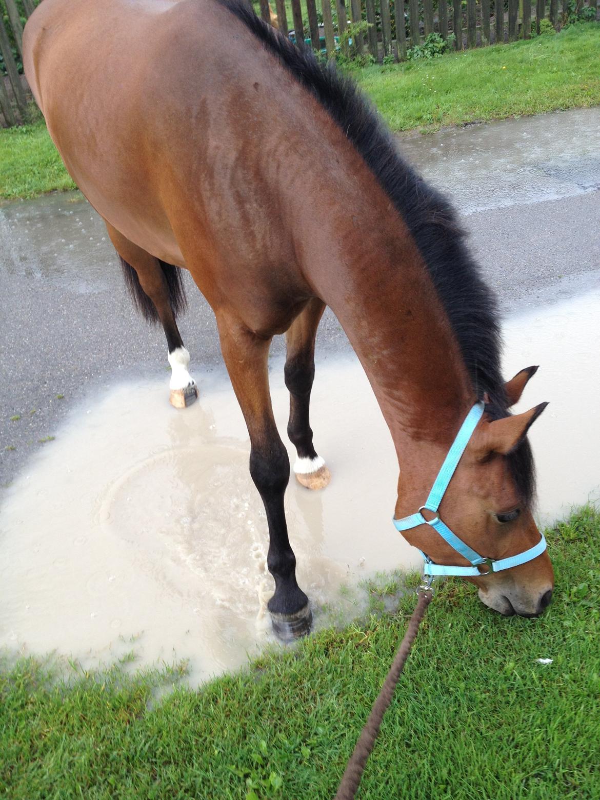 Welsh Partbred (Sec F) Cooper TG - Farlige vandpytter? Forget it ;-) billede 16