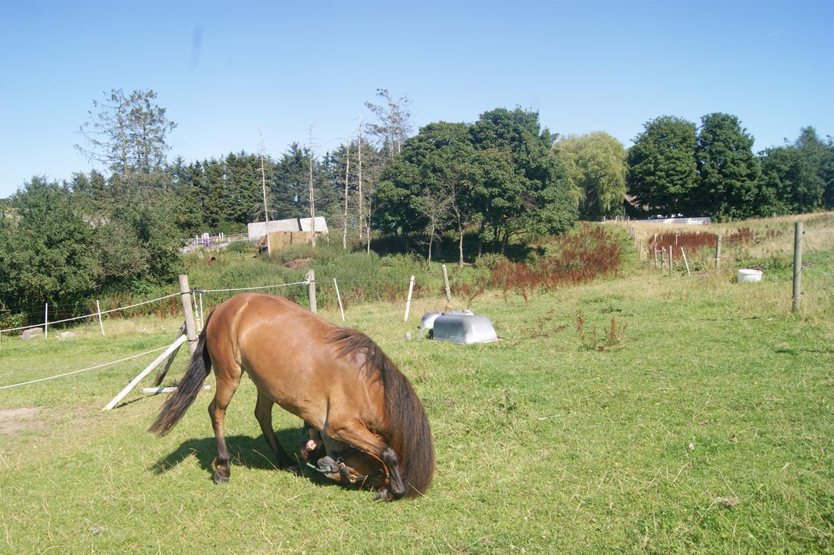 Gotlandsruss Gabriel Gross billede 18