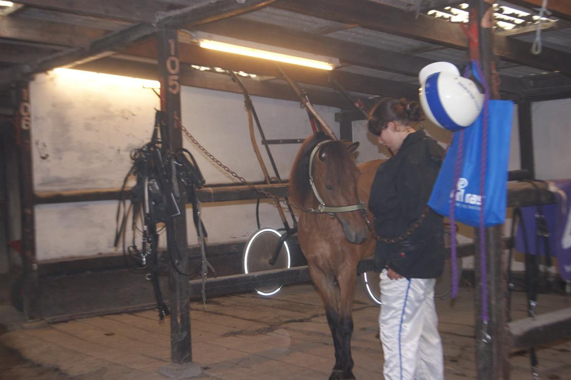 Gotlandsruss Gabriel Gross billede 20