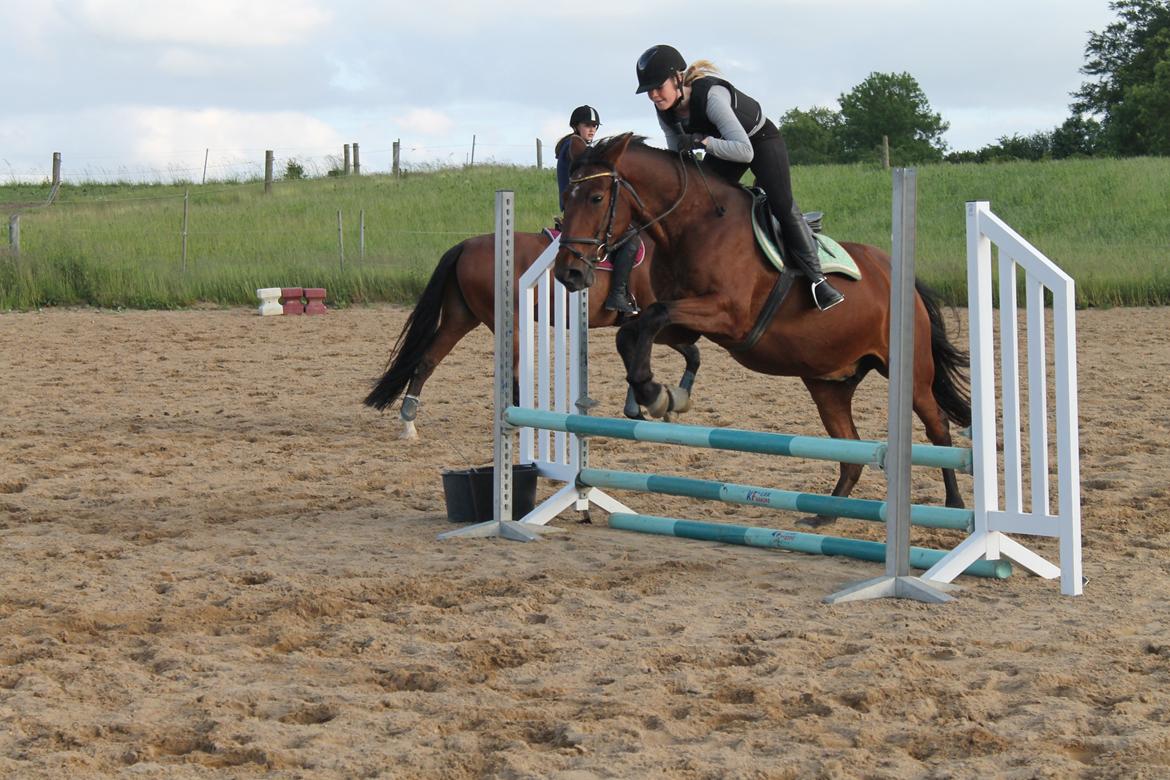 Anden særlig race Gavnbogaards Sofia - skønne pige 
ved godt det ikke er så højt men det er fordi vi ikke har travlt skal først ride hest om 3 år så hun skal bare ud og kigge  billede 13