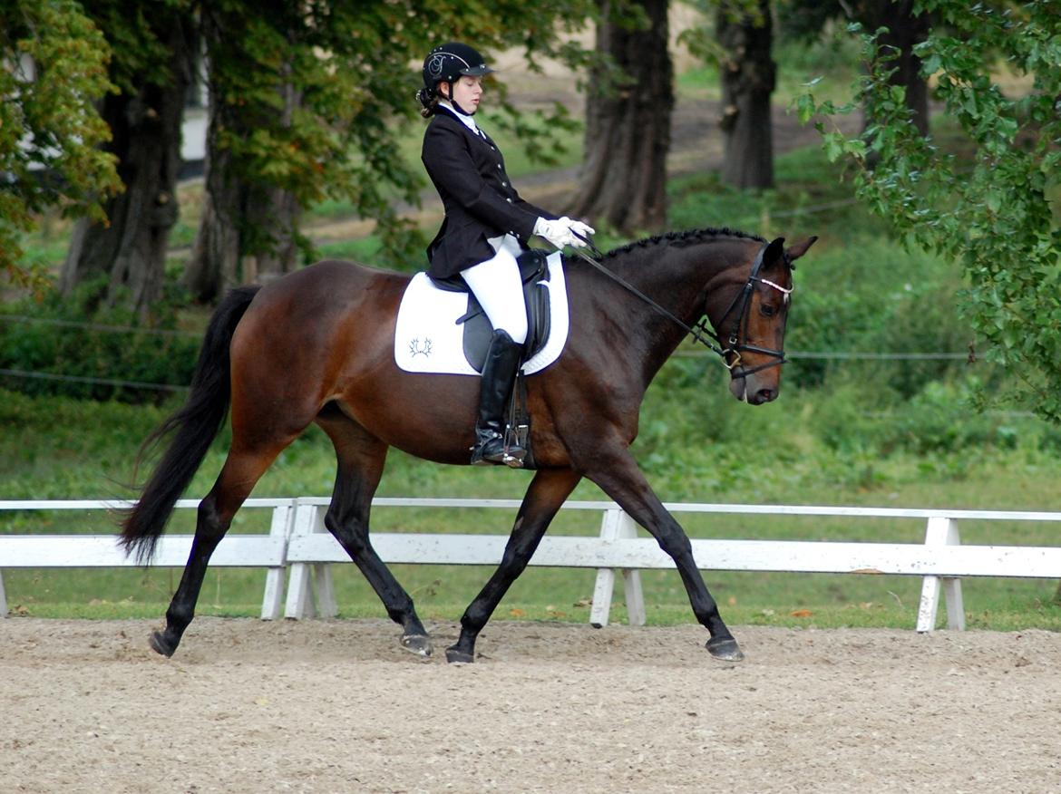 Trakehner Turned Up At Noon - TAF Elitestævne (D. 26/8 12) Red vores første LA5 til 62,66% billede 15