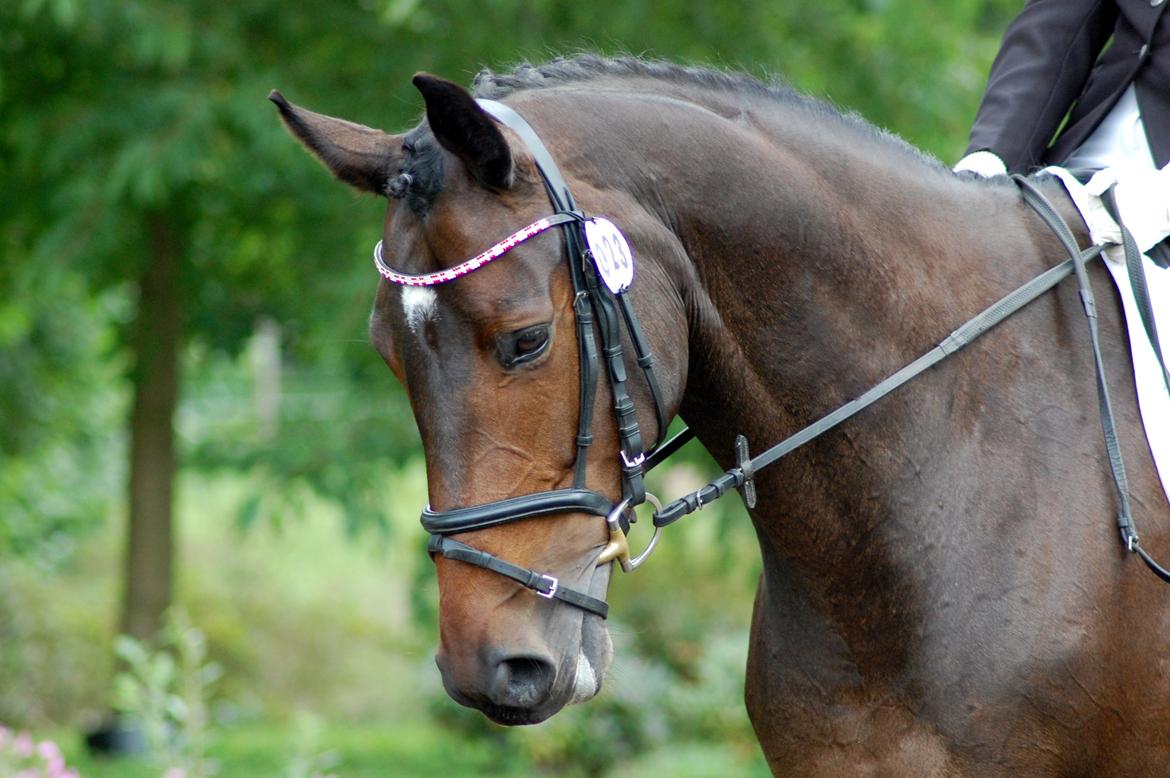 Trakehner Turned Up At Noon - (26/8 12) billede 18