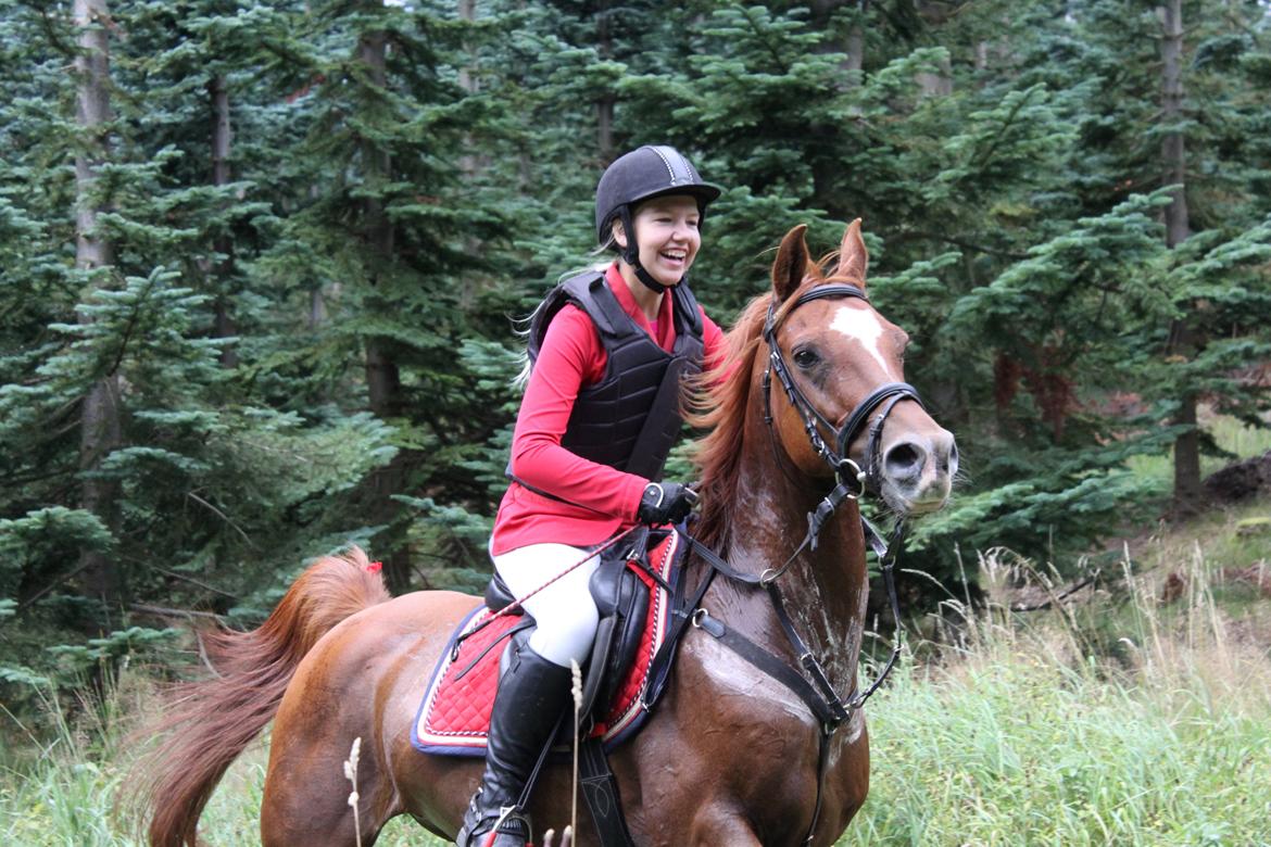 Arabisk fuldblod (OX) Sr Melekov billede 18