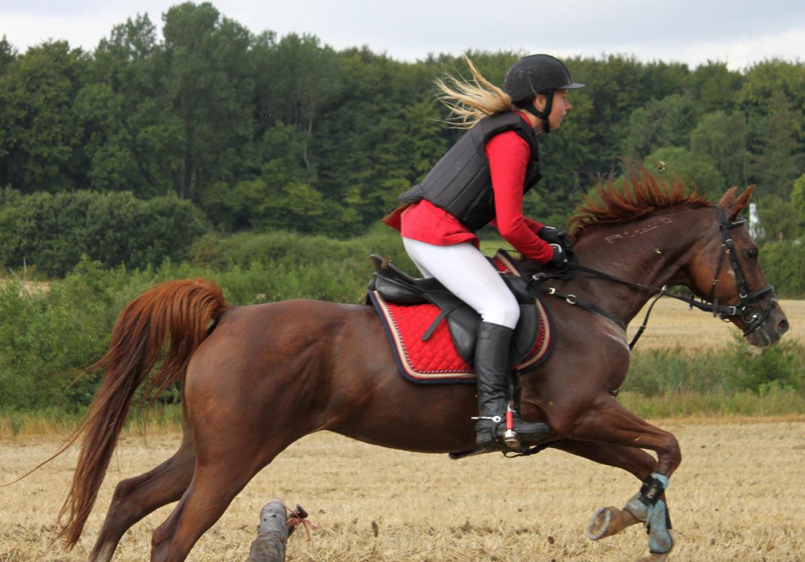 Arabisk fuldblod (OX) Sr Melekov billede 19