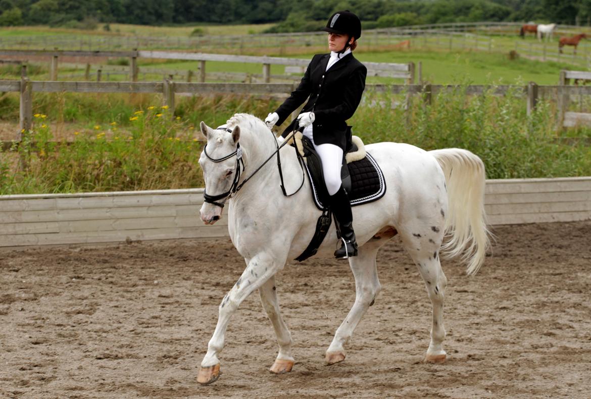 Knabstrupper Gelsådalens Zorro - Foto: Pia Lind billede 14