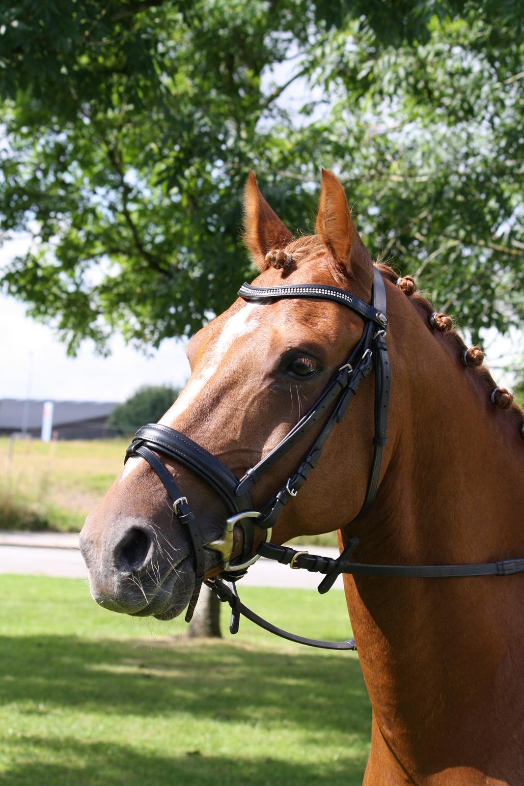 DSP BOMGAARDENS ANDIAMO B-PONY - Andiamo til championat  billede 2