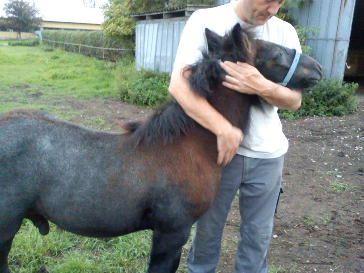 Fell pony Tarpans Fellboy - dejligt med en krammer :-) billede 13