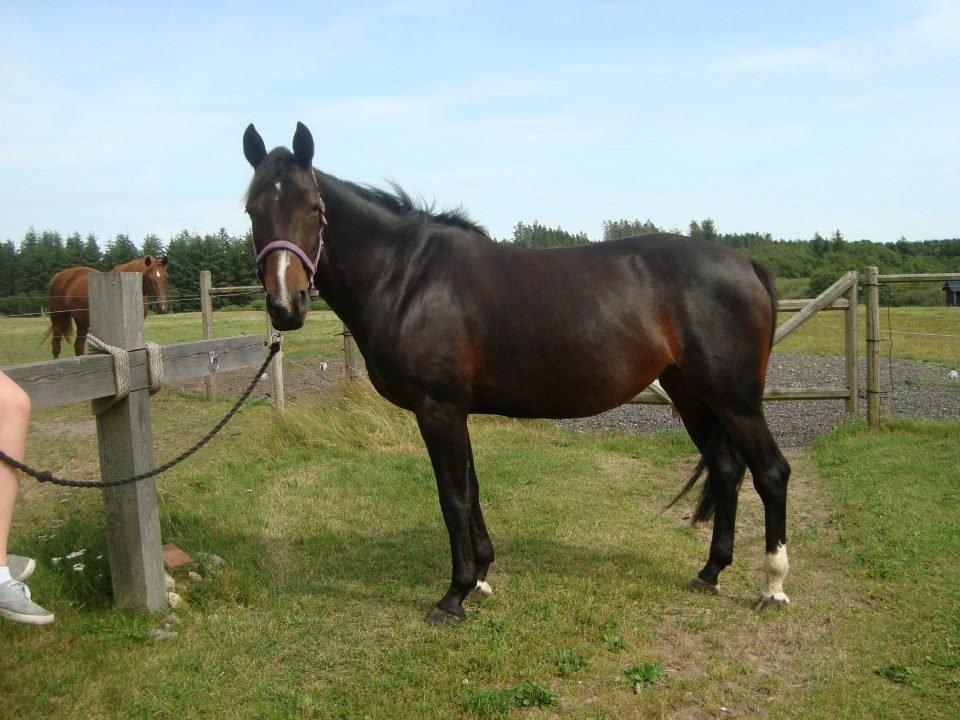 Anden særlig race Madonna *Himmelhest* <3 - August 2012 billede 11