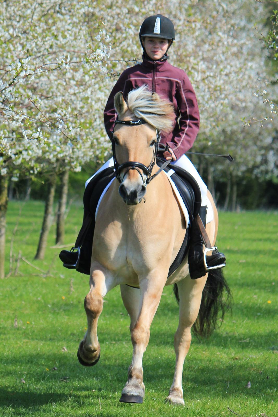 Fjordhest (Norsk fuldblod) Niller (Felix) //MY SOULMATE// - Dejlig galop mellem kirsebær trærene taget af laura bogut billede 6