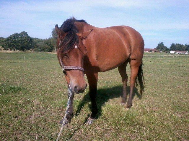 New Forest Glenwood Michelle billede 9