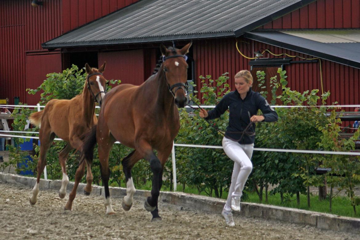 Norsk Varmblod  Gjeteruds Zeranda billede 4