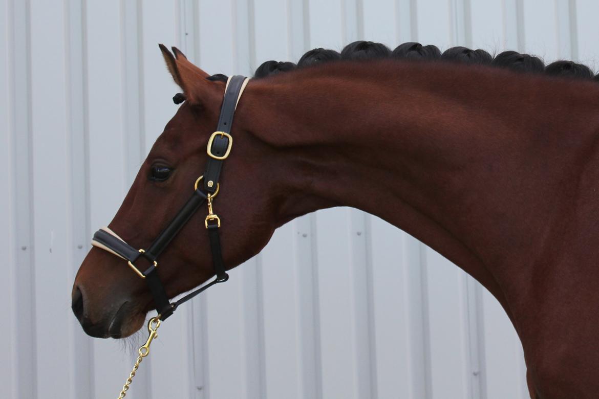 Dansk Varmblod Lukas Stensvang billede 11