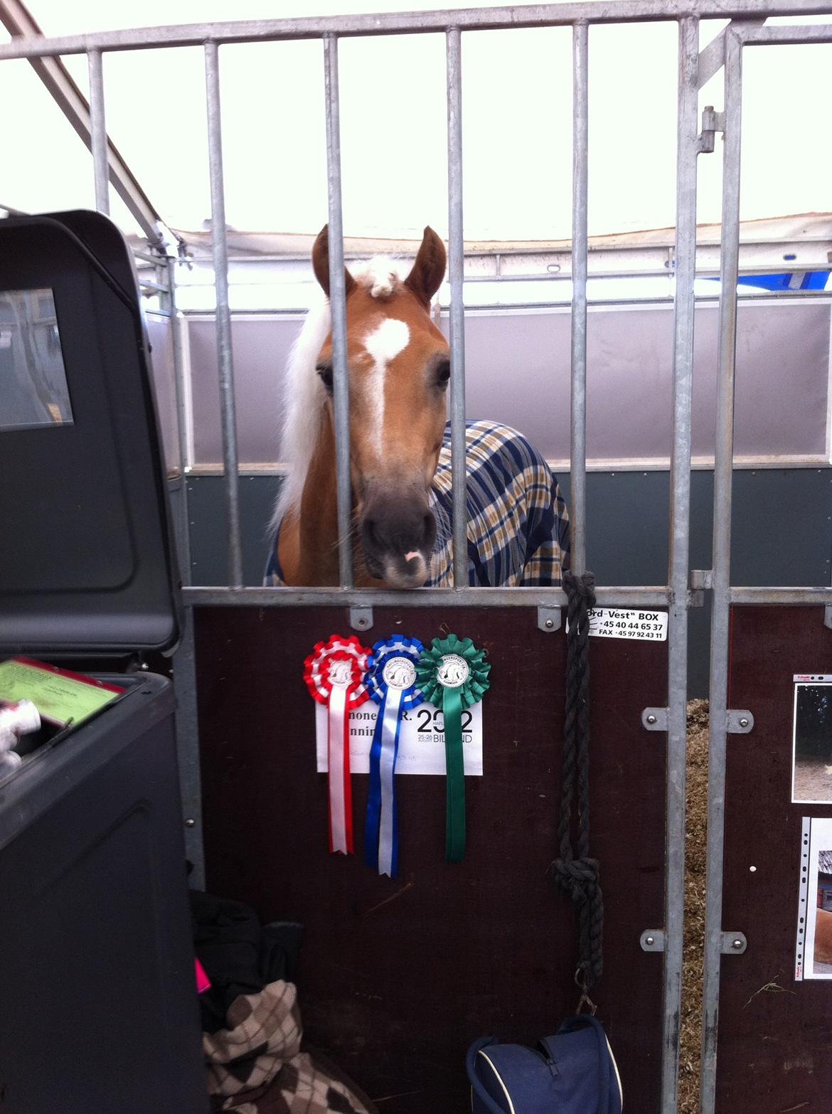 Haflinger STACHUS - En stjerne Stachus efter 3 klasser til DM 2012 for Haflinger :D billede 19