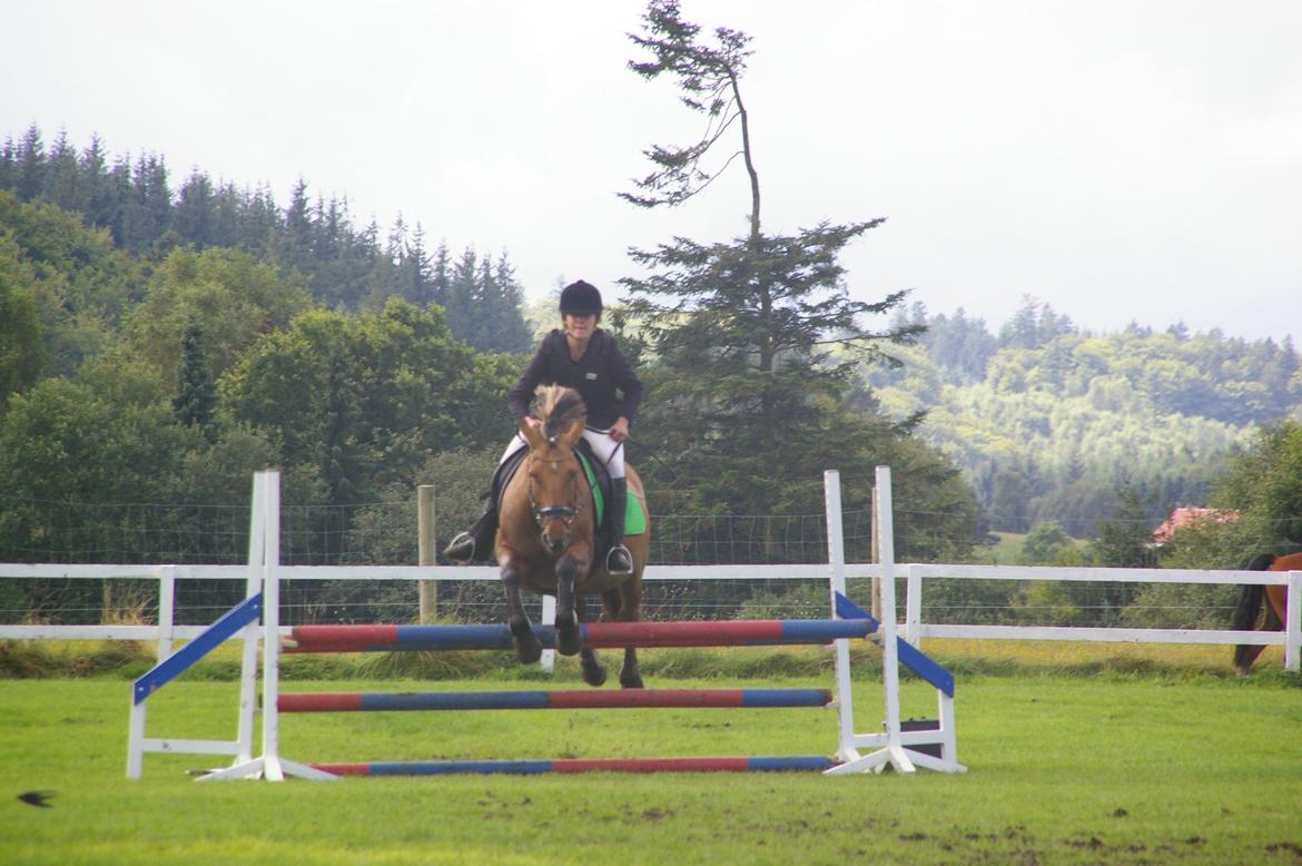 Anden særlig race Topsy SOLGT billede 10
