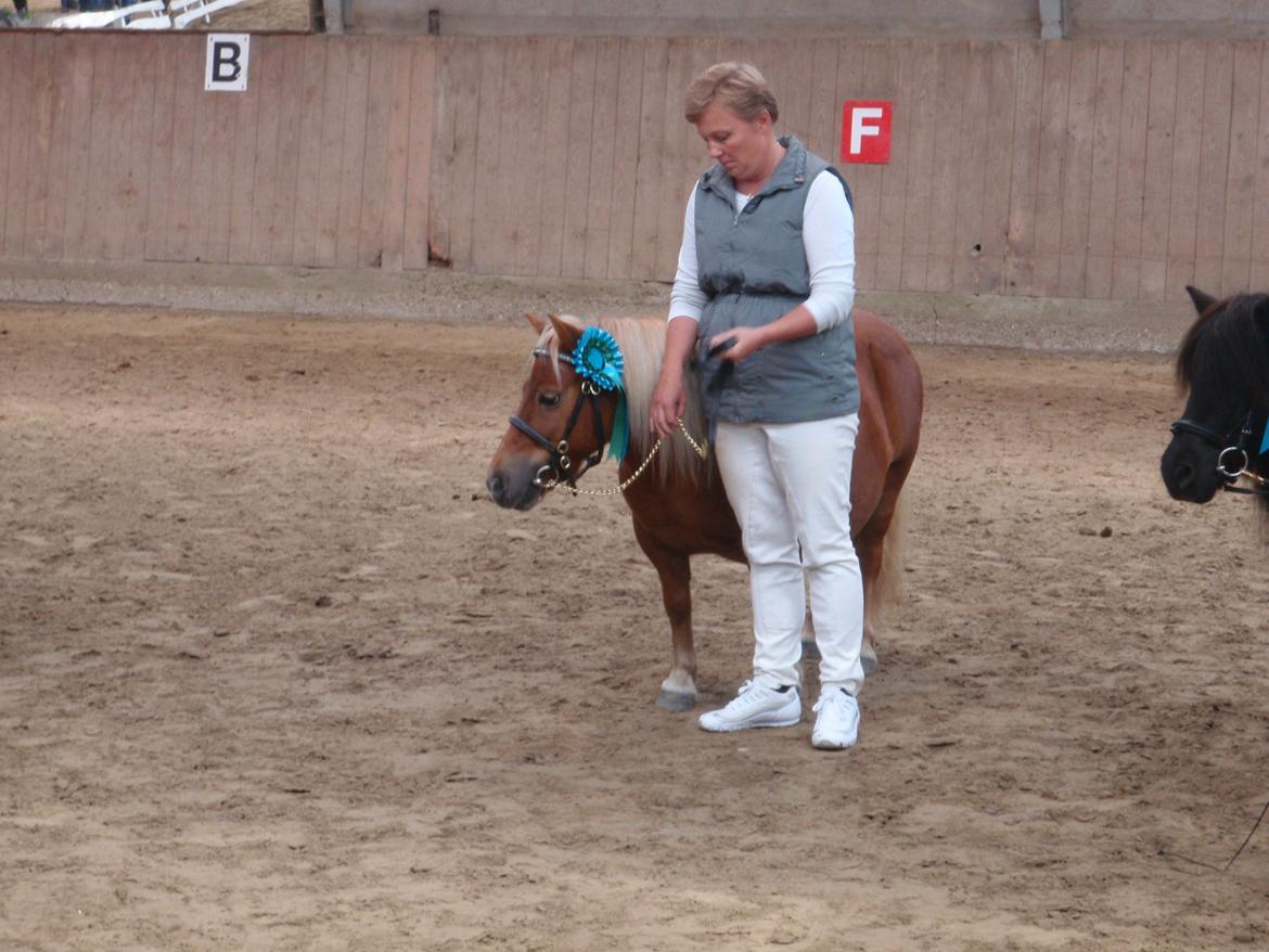 Shetlænder Nanja af rolighed - sommershow 2012 billede 15