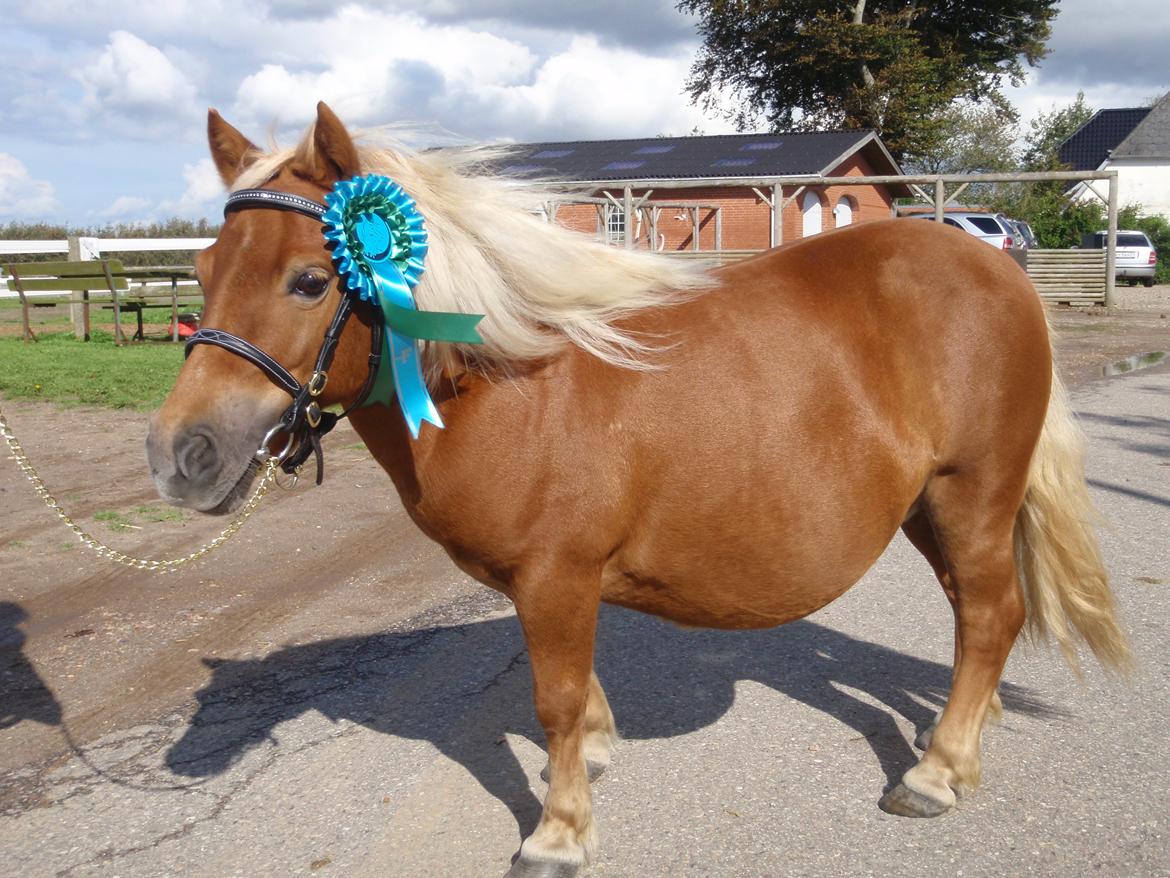 Shetlænder Nanja af rolighed - Min smukke pony, som lige har scoret 40 point <3 billede 16