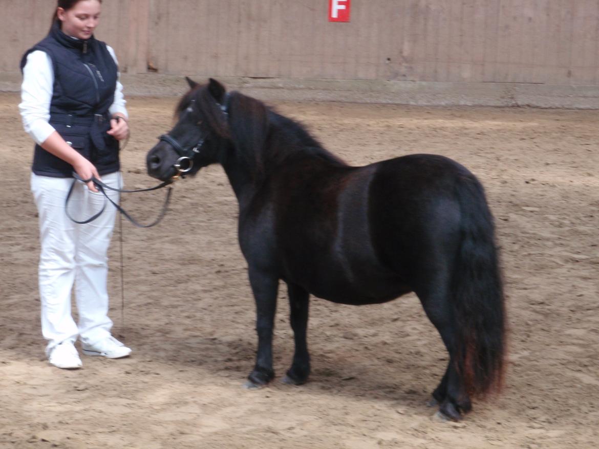 Shetlænder Mosbækmindes Jasmin - Sommershow 2012 billede 13