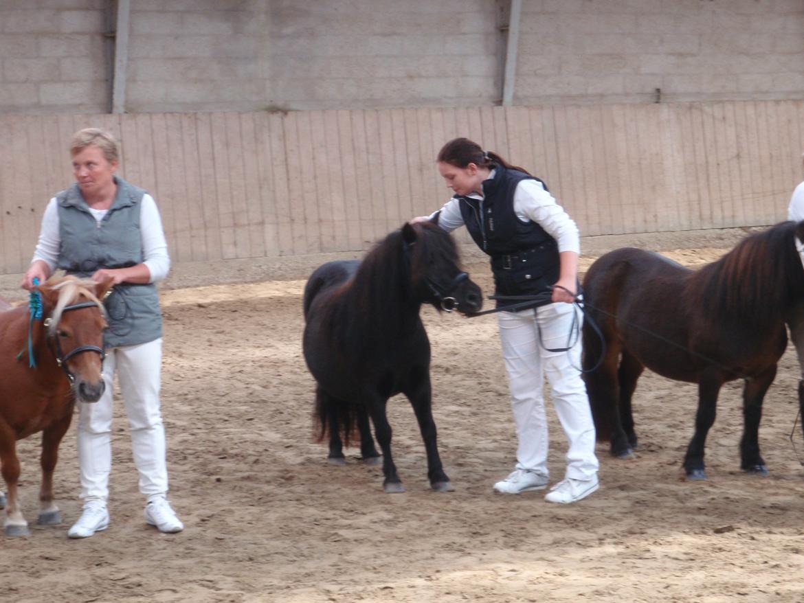 Shetlænder Mosbækmindes Jasmin - Sommershow 2012 billede 14