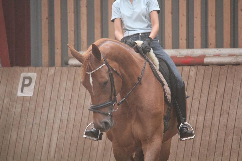 Anden særlig race Westsite Kalimero - Træning hjemme. - D. 22-08-2012. billede 14