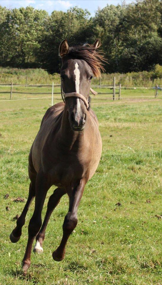 Pura Raza Española Autentica CEL - sommer 2012 billede 17