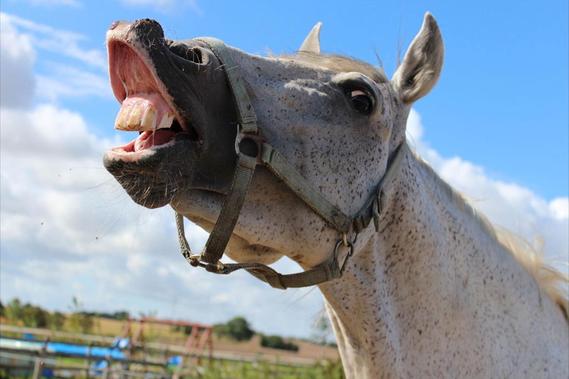 Pura Raza Española Guerrer billede 2