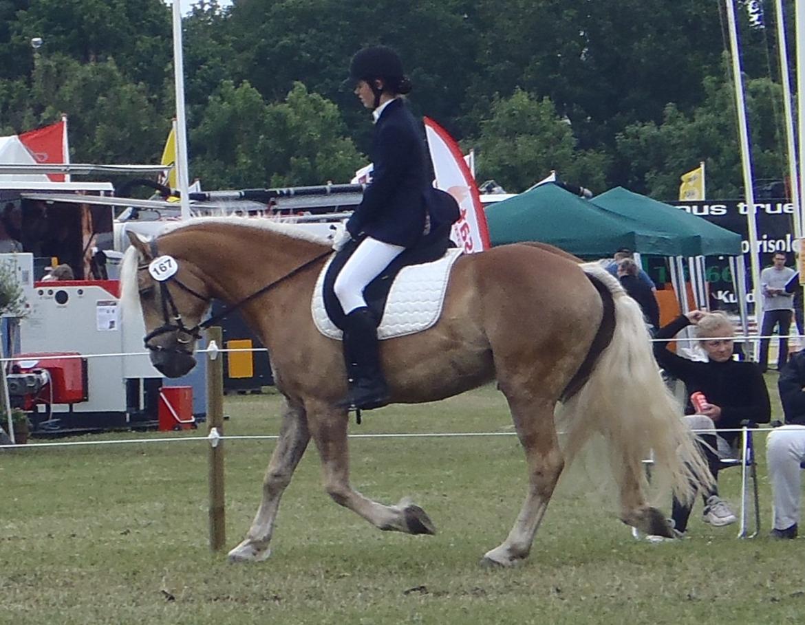 Tyroler Haflinger Amazone (Bailey) - Dyrskue 2012 billede 11