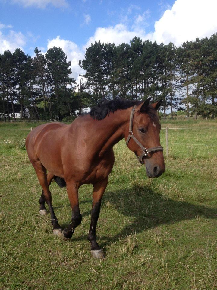 Holstener Don Vito *tidligere hest* - fold med Chivas og min nye Mayol ;) her er han på vej tilbage efter mayols afvisning. billede 7