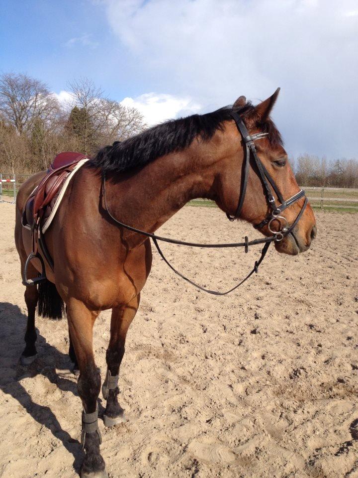 Holstener Don Vito *tidligere hest* billede 8