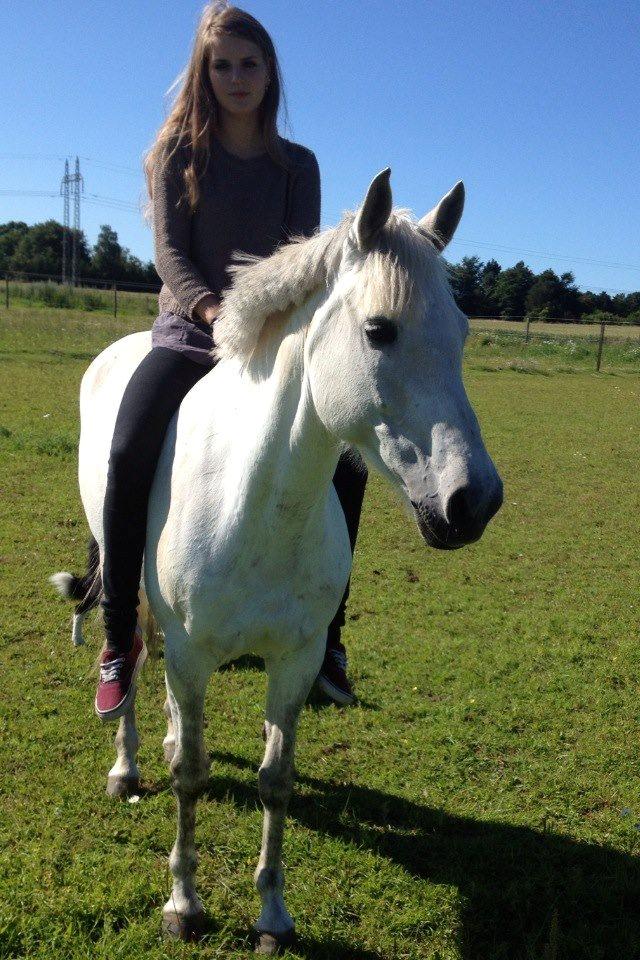 New Forest Rødtjørns Bellis *tidligere hest* - Elsker dig :) billede 2