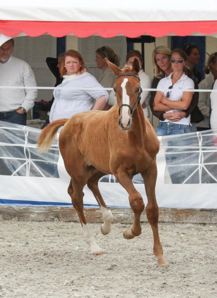 Norsk Varmblod  Gjeteruds Zeranda billede 17