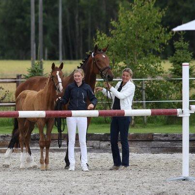 Norsk Varmblod  Gjeteruds Zeranda billede 19