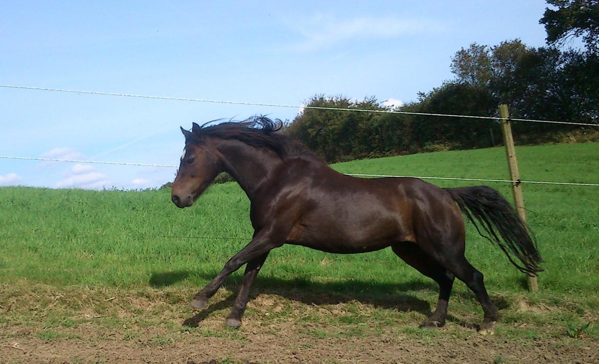 Dartmoor Feldholm´s Dream-Star † - Dream-Star tosser rundt billede 1