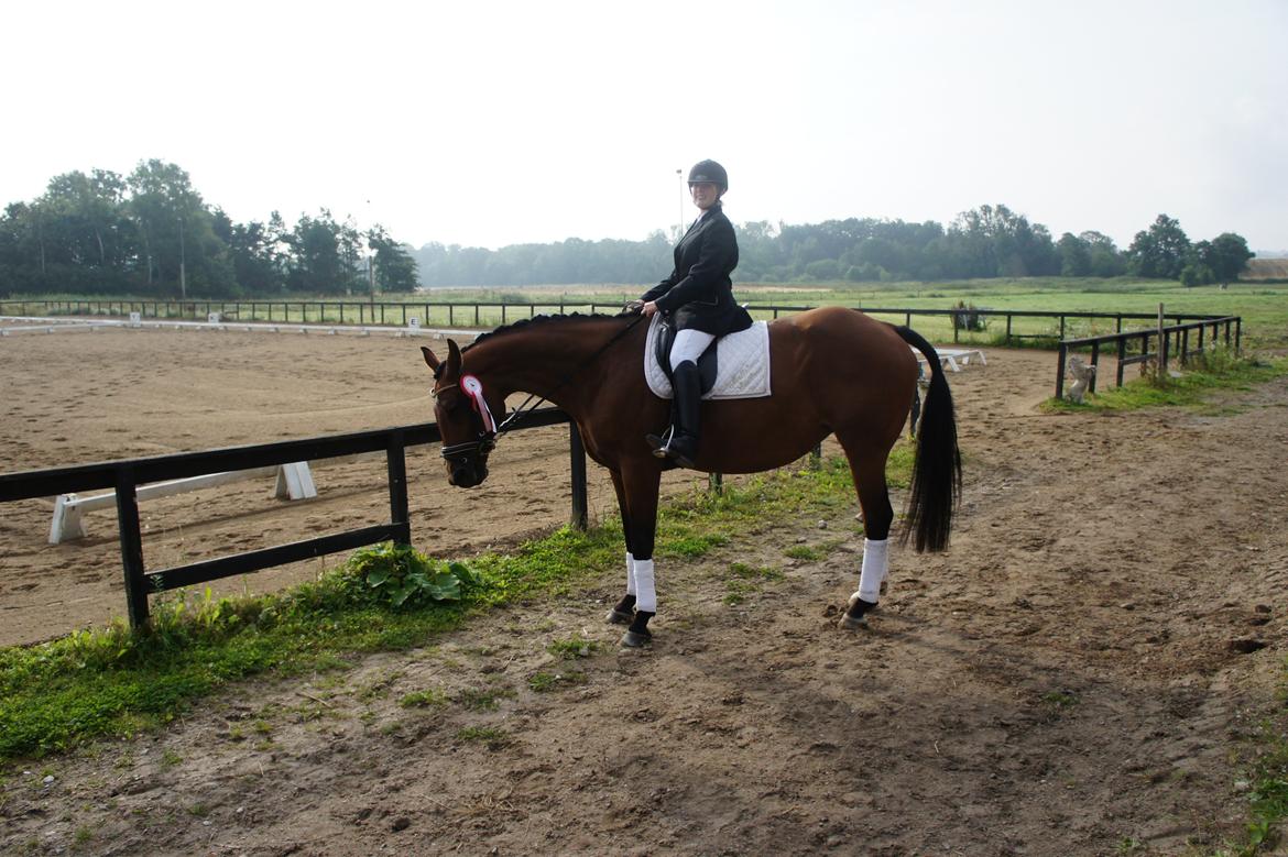 Dansk Varmblod Mølleåens Svetlana - 22. August 2012. Gode gamle Musse, kan stadig være med i første række. billede 23