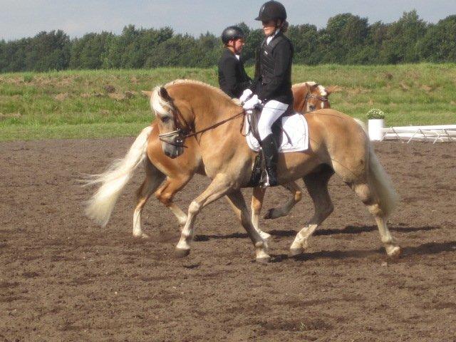 Haflinger Vestervangs Asterix! - DM 2012 billede 2