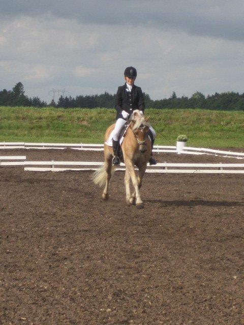 Haflinger Vestervangs Asterix! billede 19