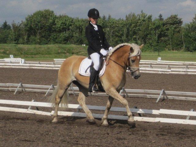 Haflinger Vestervangs Asterix! billede 20