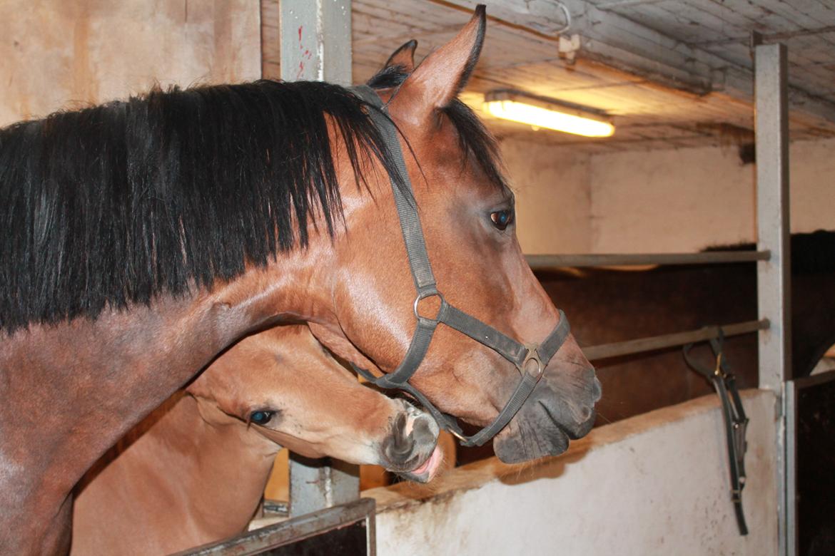 Welsh Partbred (Sec F) First Choice *StaldDK - Mig og mit føl fortune Choice! billede 18