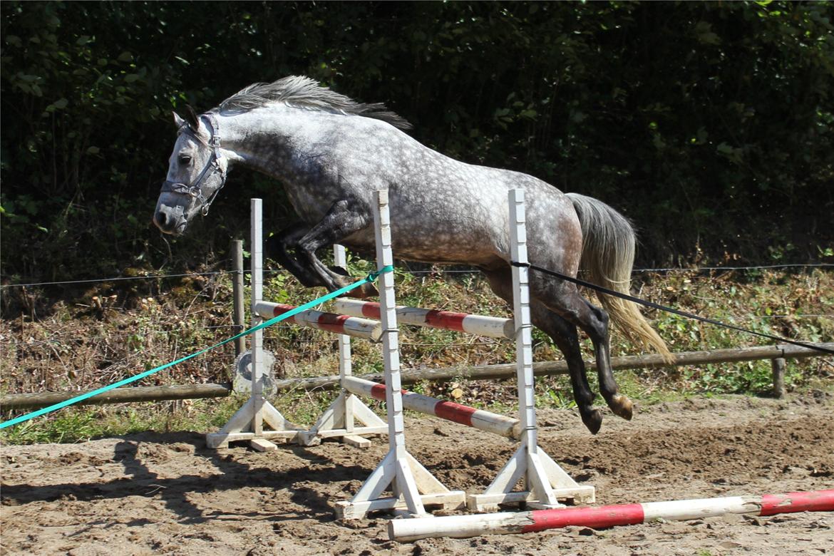 Arabisk fuldblod (OX) Milton - 27 aug. billede 5