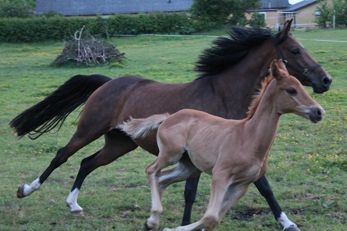 Welsh Partbred (Sec F) First Choice *StaldDK - Mig og mit føl fortune Choice! billede 19