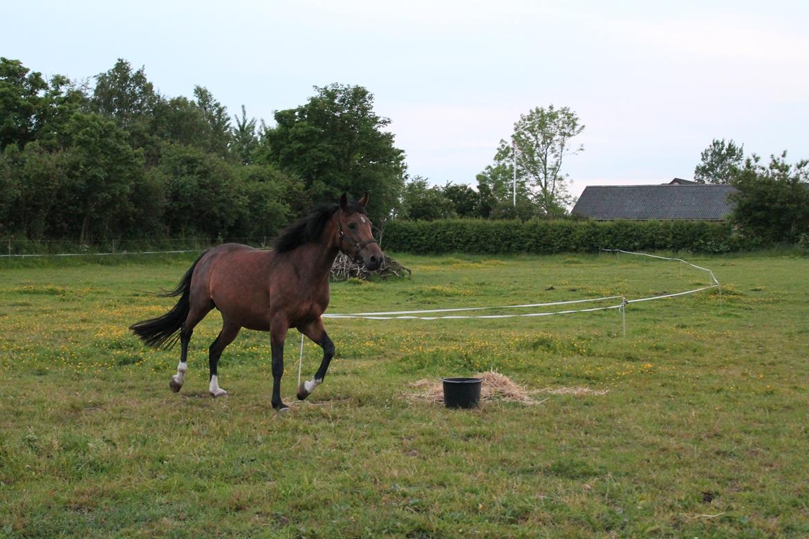 Welsh Partbred (Sec F) First Choice *StaldDK billede 20