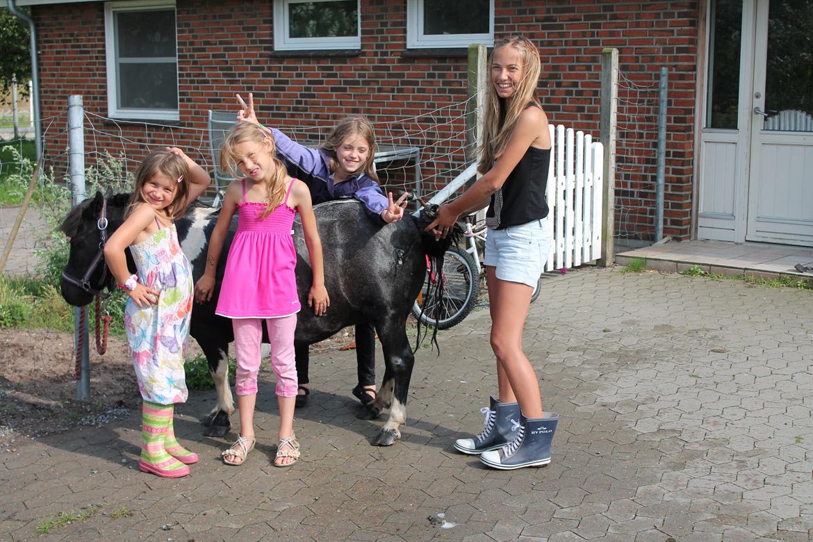 Shetlænder Josephine  *min moster´s - Sommer 2012 billede 1