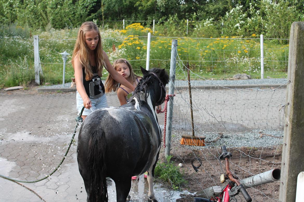 Shetlænder Josephine  *min moster´s - Sommer 2012 billede 3