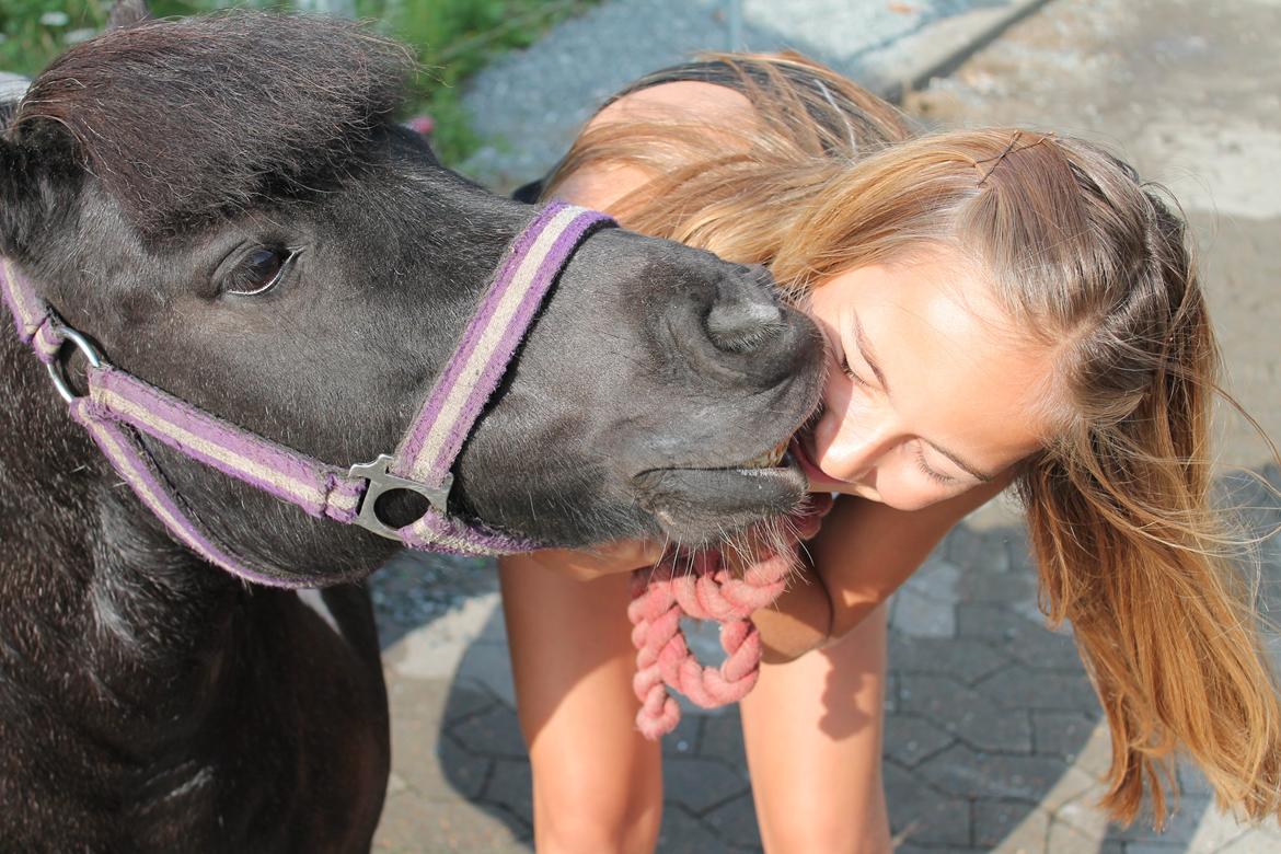 Shetlænder Josephine  *min moster´s - Sommer 2012 billede 2