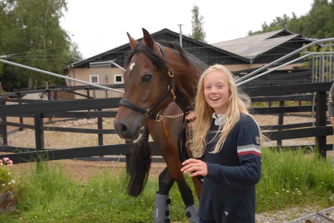 Welsh Cob (sec D) fronerthig revolution A-pony billede 6