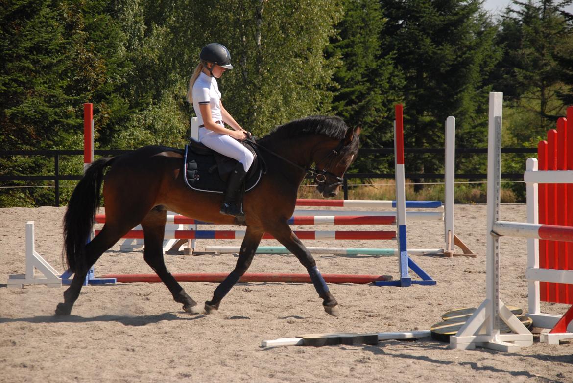 Welsh Cob (sec D) fronerthig revolution A-pony billede 7