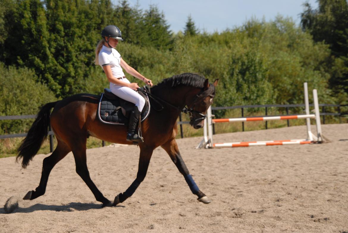 Welsh Cob (sec D) fronerthig revolution A-pony billede 11