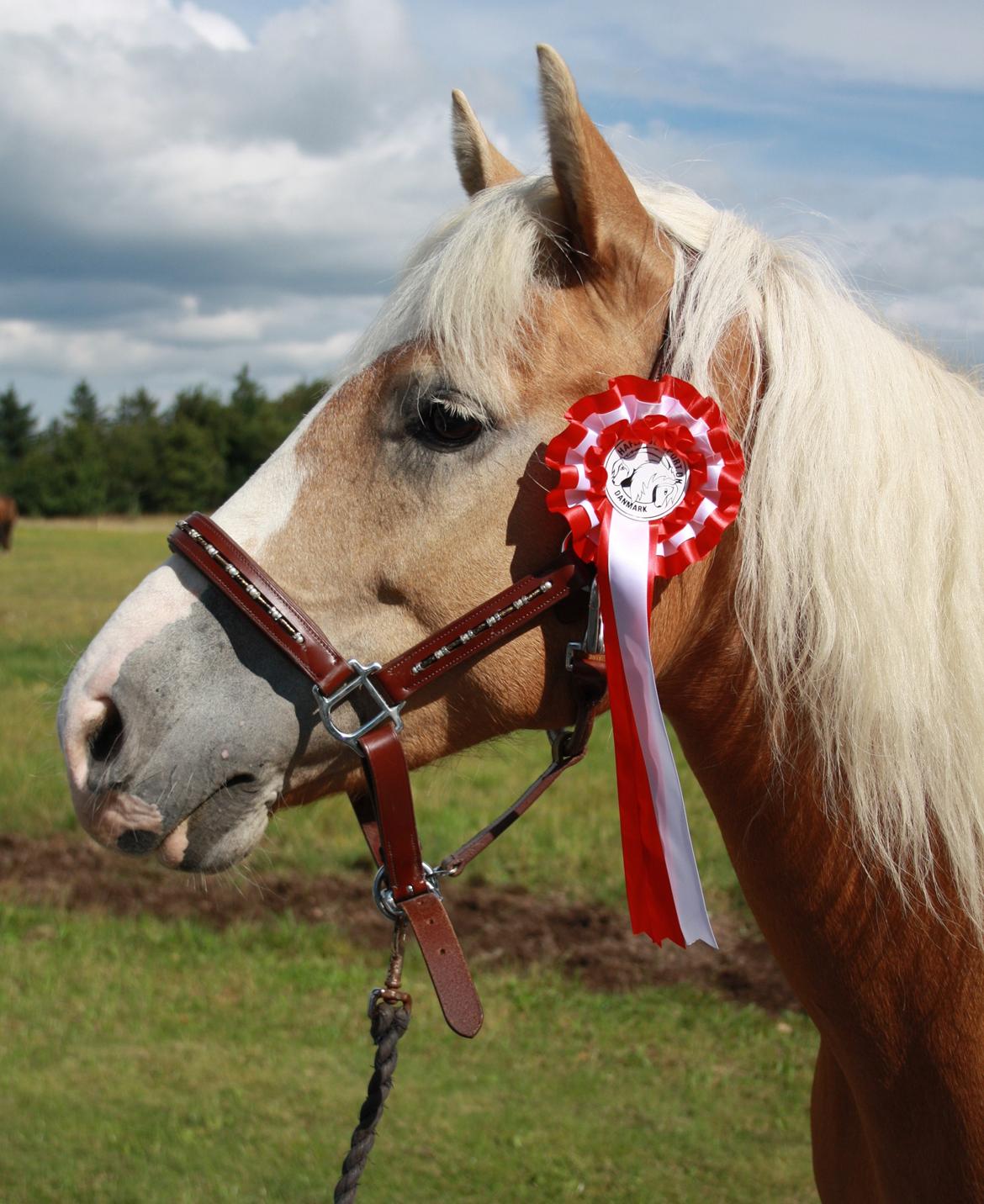 Haflinger Freja - Freja til Haflinger DM 2012. billede 4