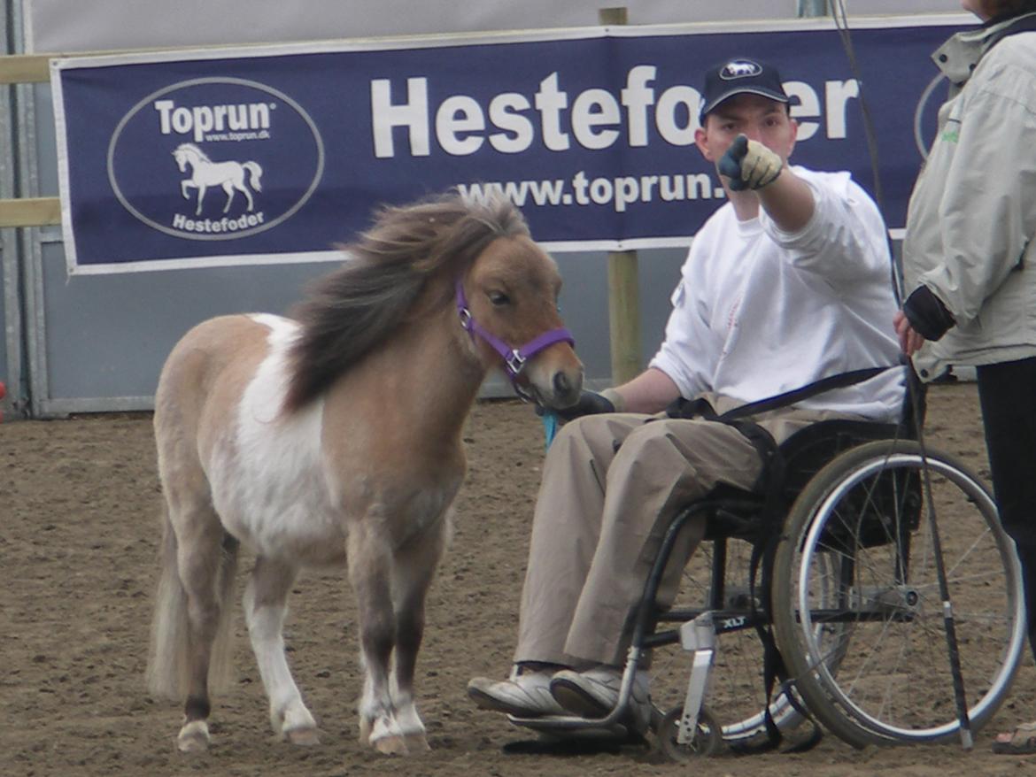 Shetlænder Crazy's sallie billede 1